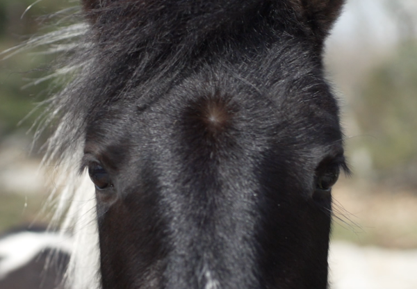 NOTES ABOUT HORSES. Documentary film's header image