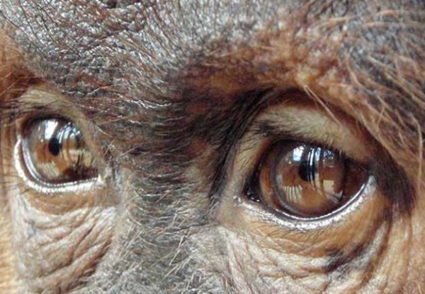 El último refugio del Orangutan's header image