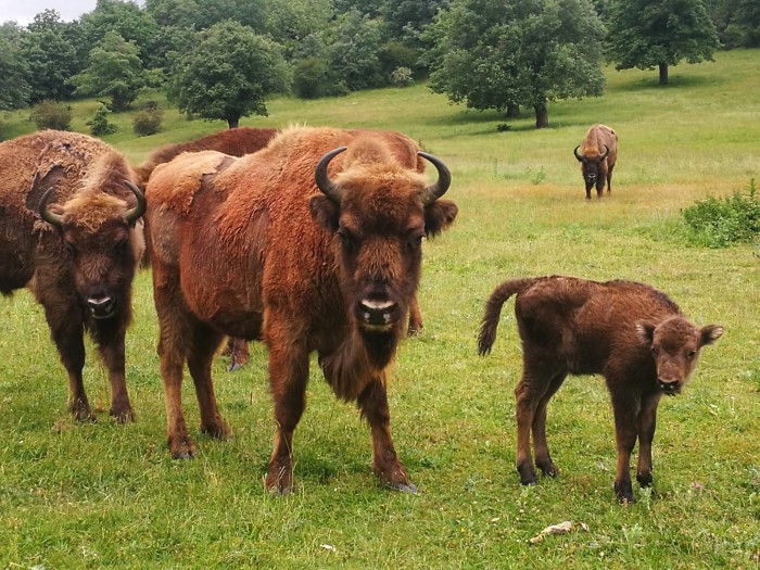 Félix, el primer bisonte macho de Paleolítico Vivo